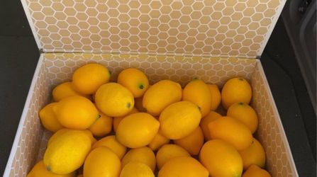50 fake lemons for decor