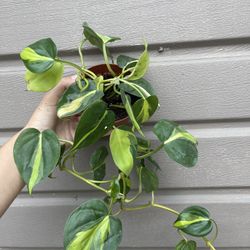 4” brazilian philodendron