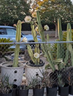Flowering cactus