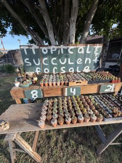 Succulents For Sale