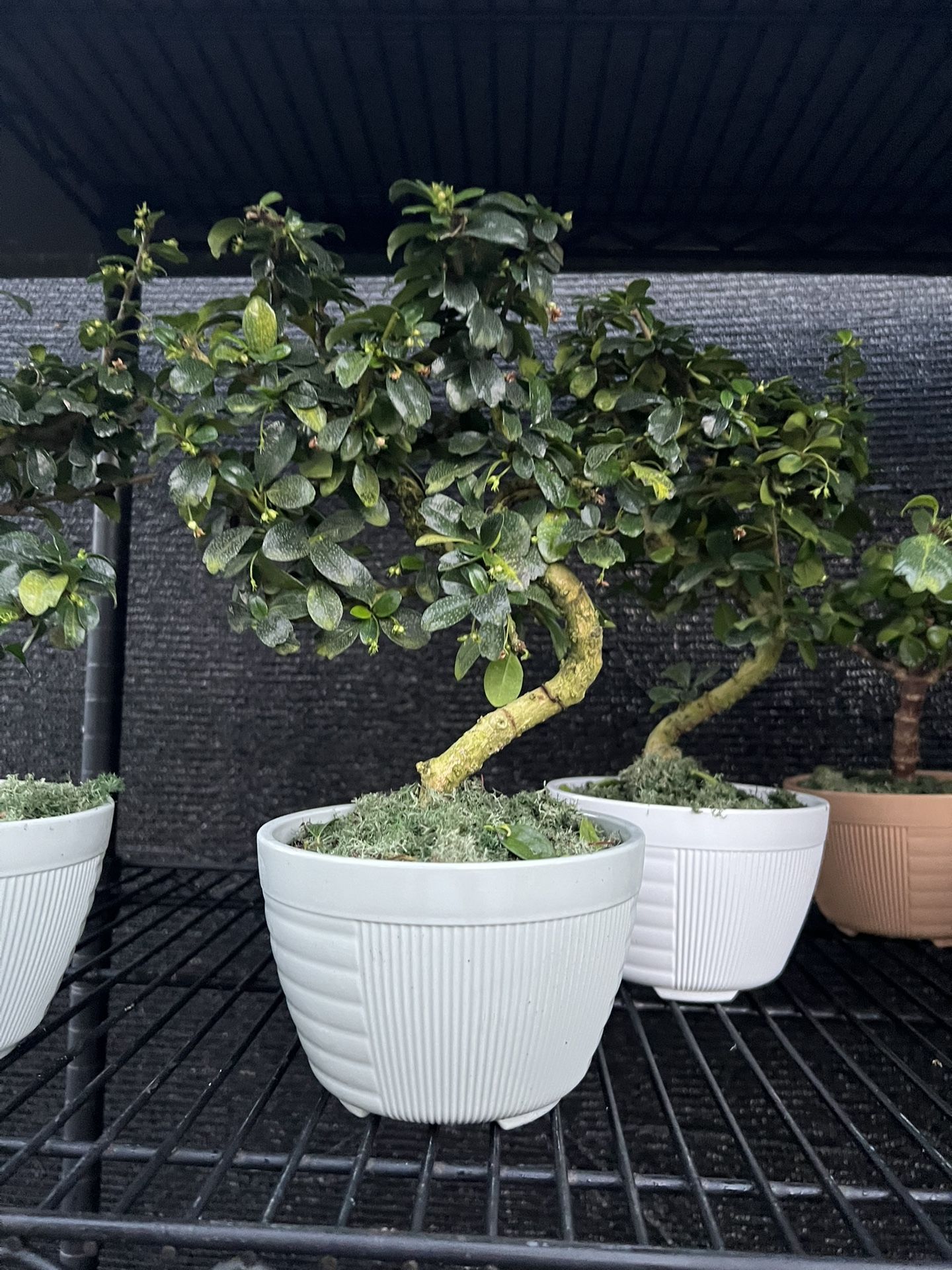 Fukien Tea Bonsái In 6” Ceramics Pot. SPECIAL PRICE 🤩
