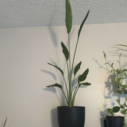 Perfect Juvenile BOP Plant