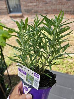 Rosemary live