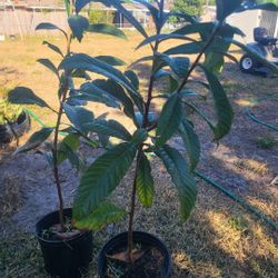 Japanese Loquet Tree 