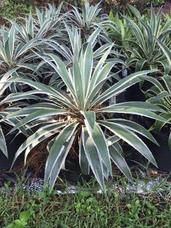 White Variegated Agave Cactus