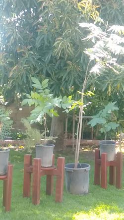 Pomergranate trees