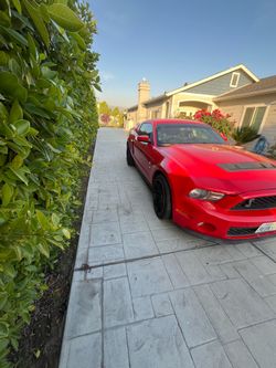 Mustang for sell