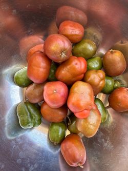 Fruiting hog plum tree