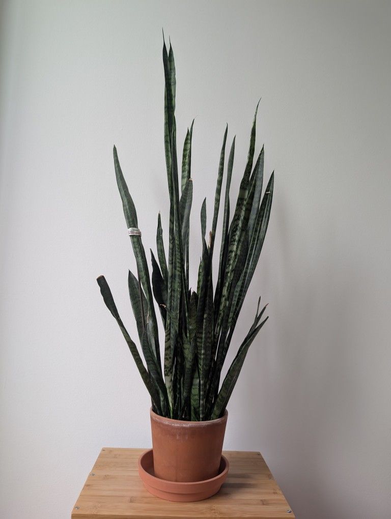 Large Sansevieria Zeylancia