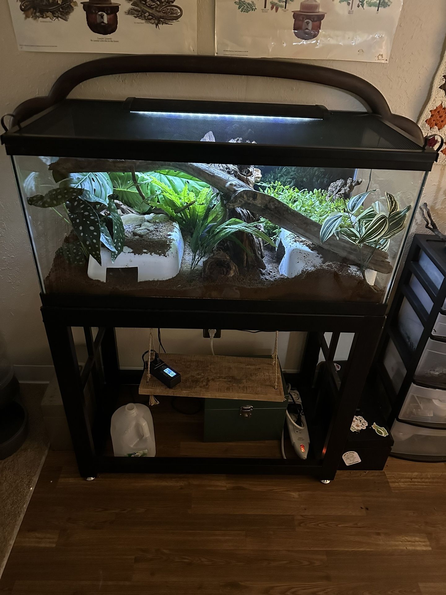 Ball Python Snake Tank With Snake