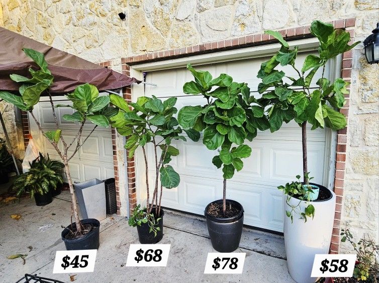 🌿 Freakin Cute Fiddle-leafs Trees Plants 