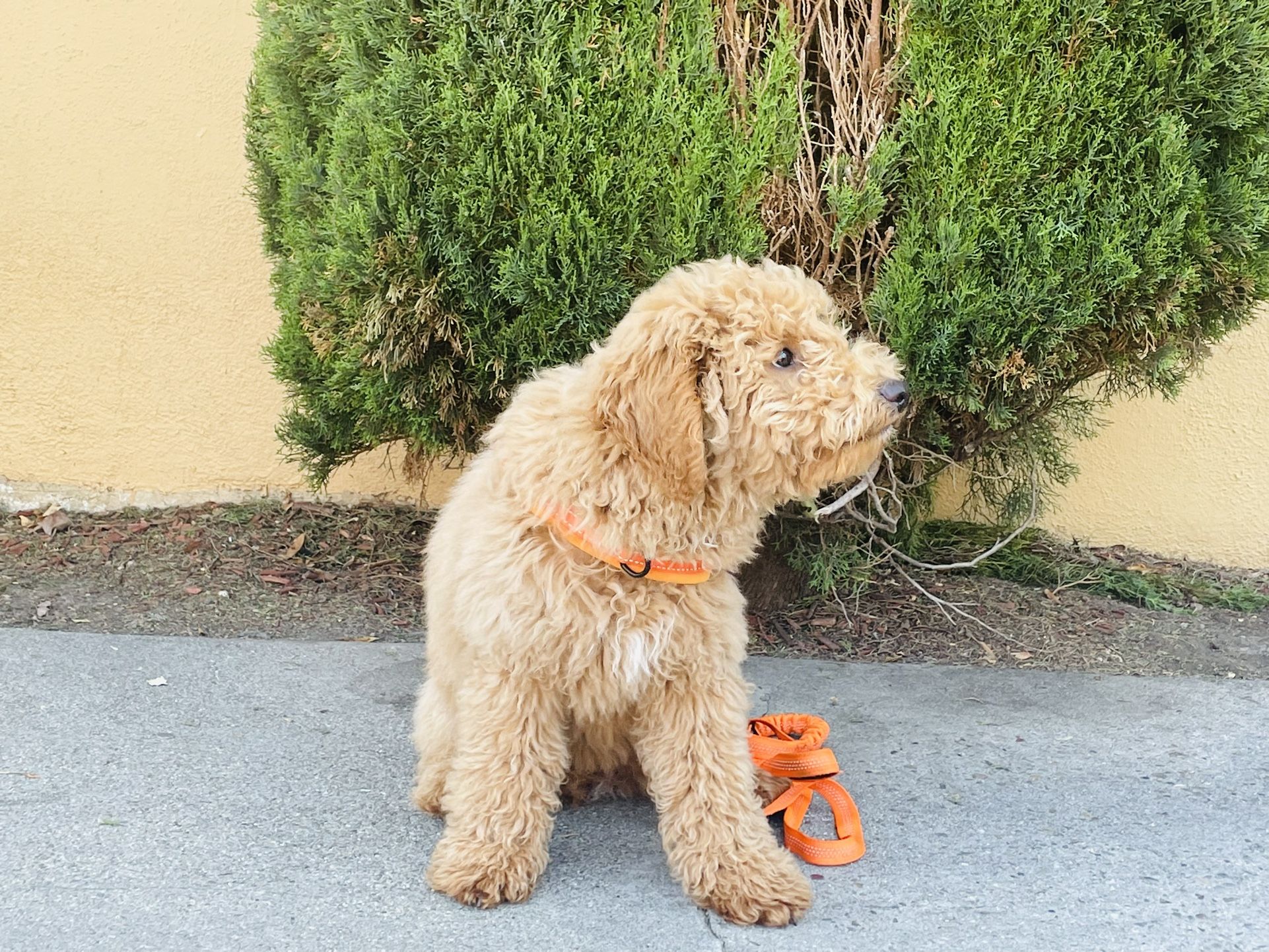GoldenDoodle