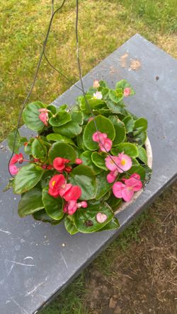 Hanging Begonia color bowl