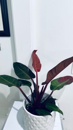 Philodendron Prince of Orange