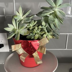 Succulent Plant 🪴 