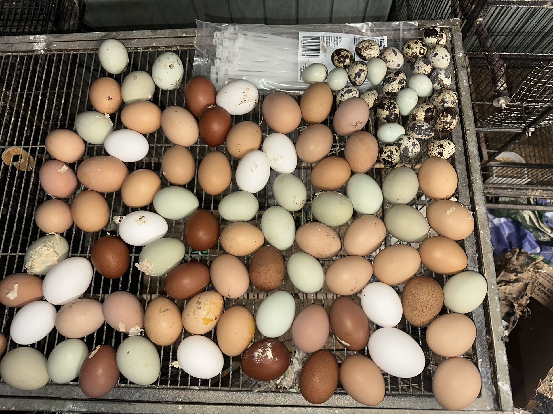 Fresh Farm Eggs