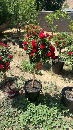 True Love Roses