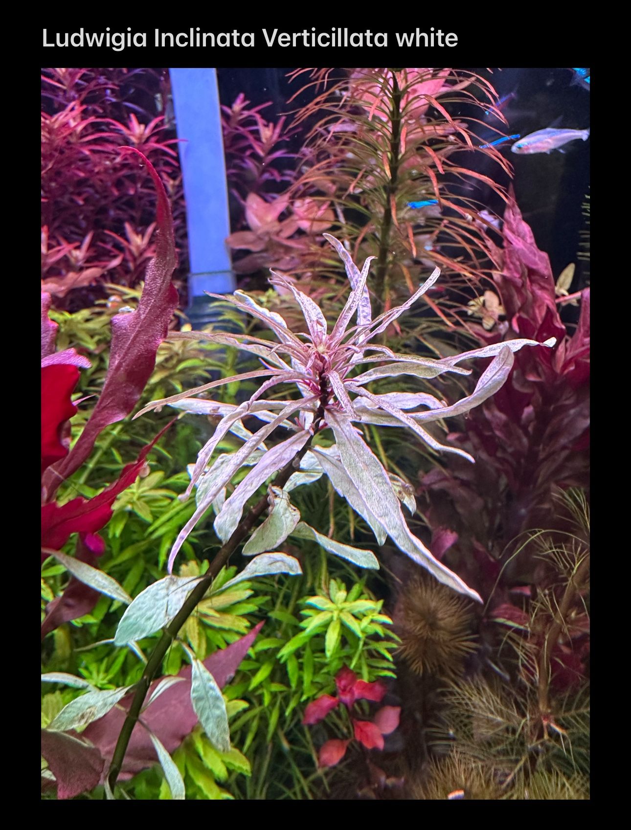Aquarium Plant Pack #1