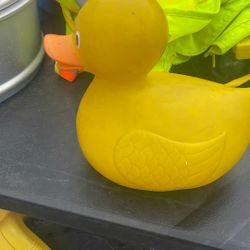 Duck 