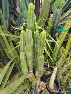 San Pedro Cactus plants