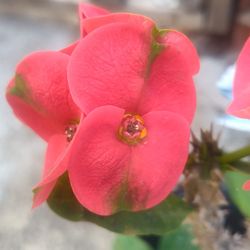 Millonaria . Corona De Cristo Big Flager