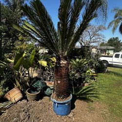 Sago Palm