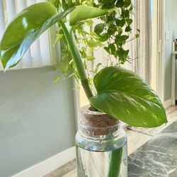 Golden Pothos Plant Cutting