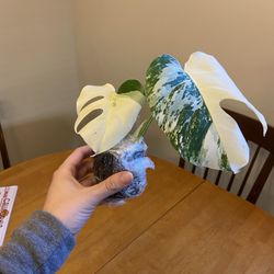 Perfectly Variegated Monstera Albo Plant Cutting