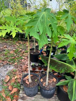 Papaya Trees