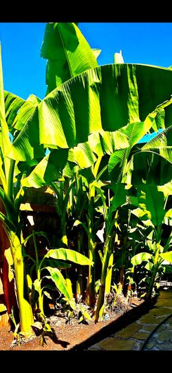 Banana trees for sale $60.