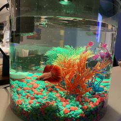 Aquarium / Fish Tank