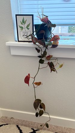 Philodendron micans trailing plant