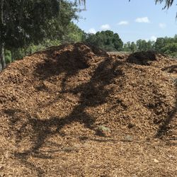 Free Clean Mulch Delivered -P Harbor ,Dunedin , Clrw Only