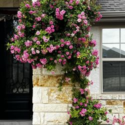 Peggy  Martin Rose Bush 3 Year old