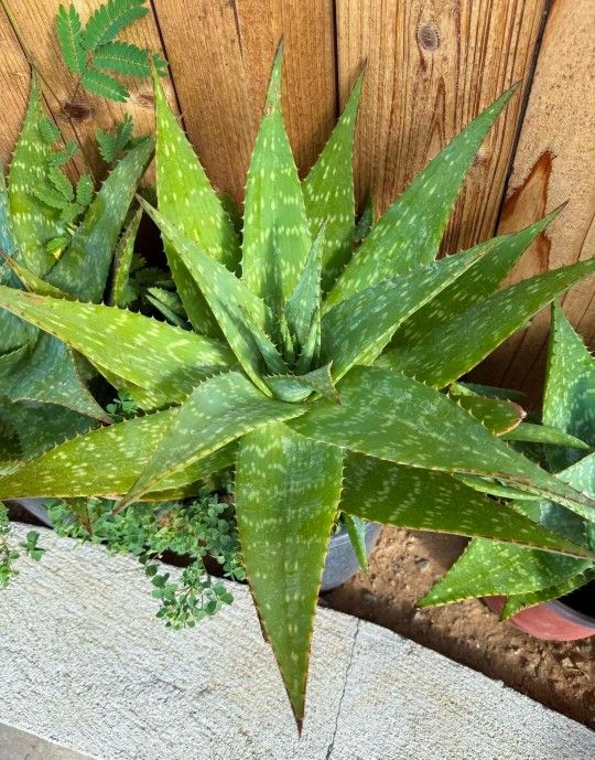 Aloe Maculata Succulents (8 Available)