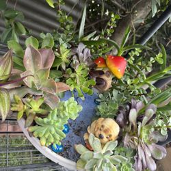 Beautiful Succulent 