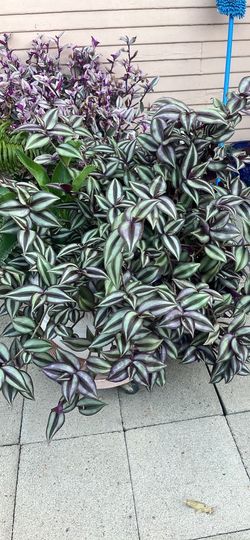 Wandering dude, Wandering Jew, Zebra plant, Zebrina pendula, tradescantia zebrina