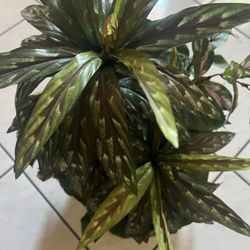 Brand New Medium Faux House Plant in Pot 
