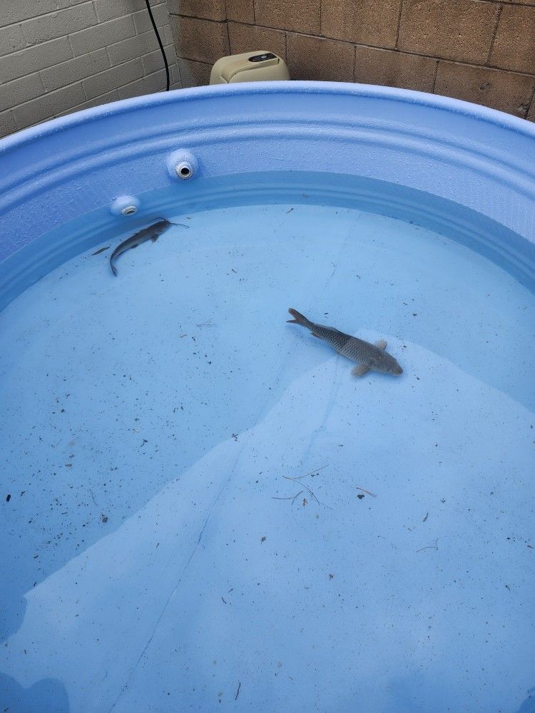 8ft Stock Tank. Galvanized Metal