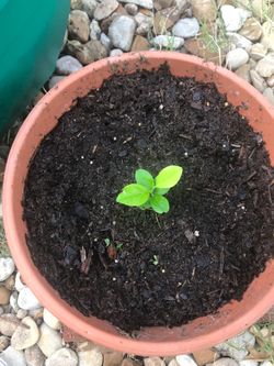 Lemon seedlings