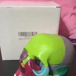 15 Pcs Skull Model 
