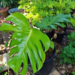 Monstera Deliciosa Plant