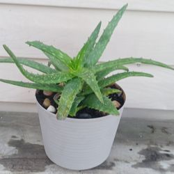 Aloe Nights Sky Succulent Plant 🪴 