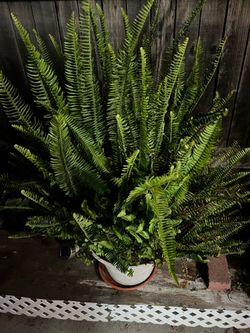 Kimberly Queen fern