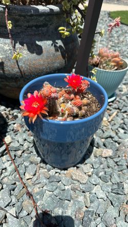 Flowering Peanut Cactus – Bright Red Blooms 🌵🌺