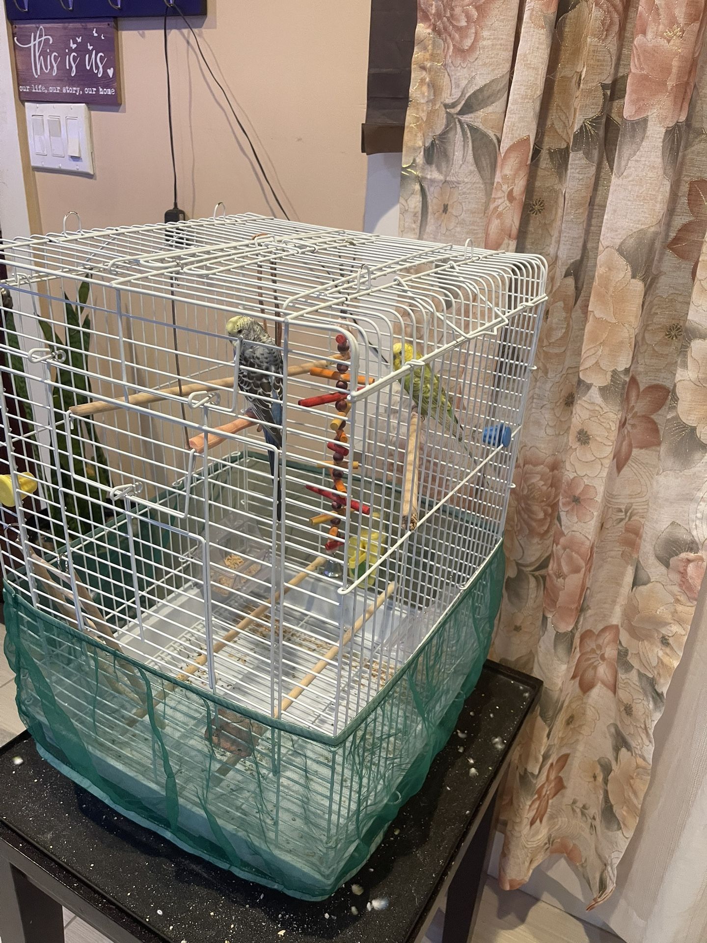 Bird Cage