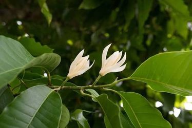 White champaca plant
