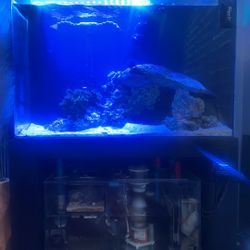 Custom Curved Saltwater Aquarium Setup Plus Sump 