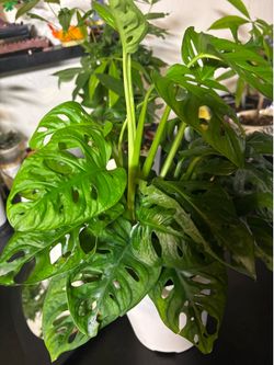 Monstera