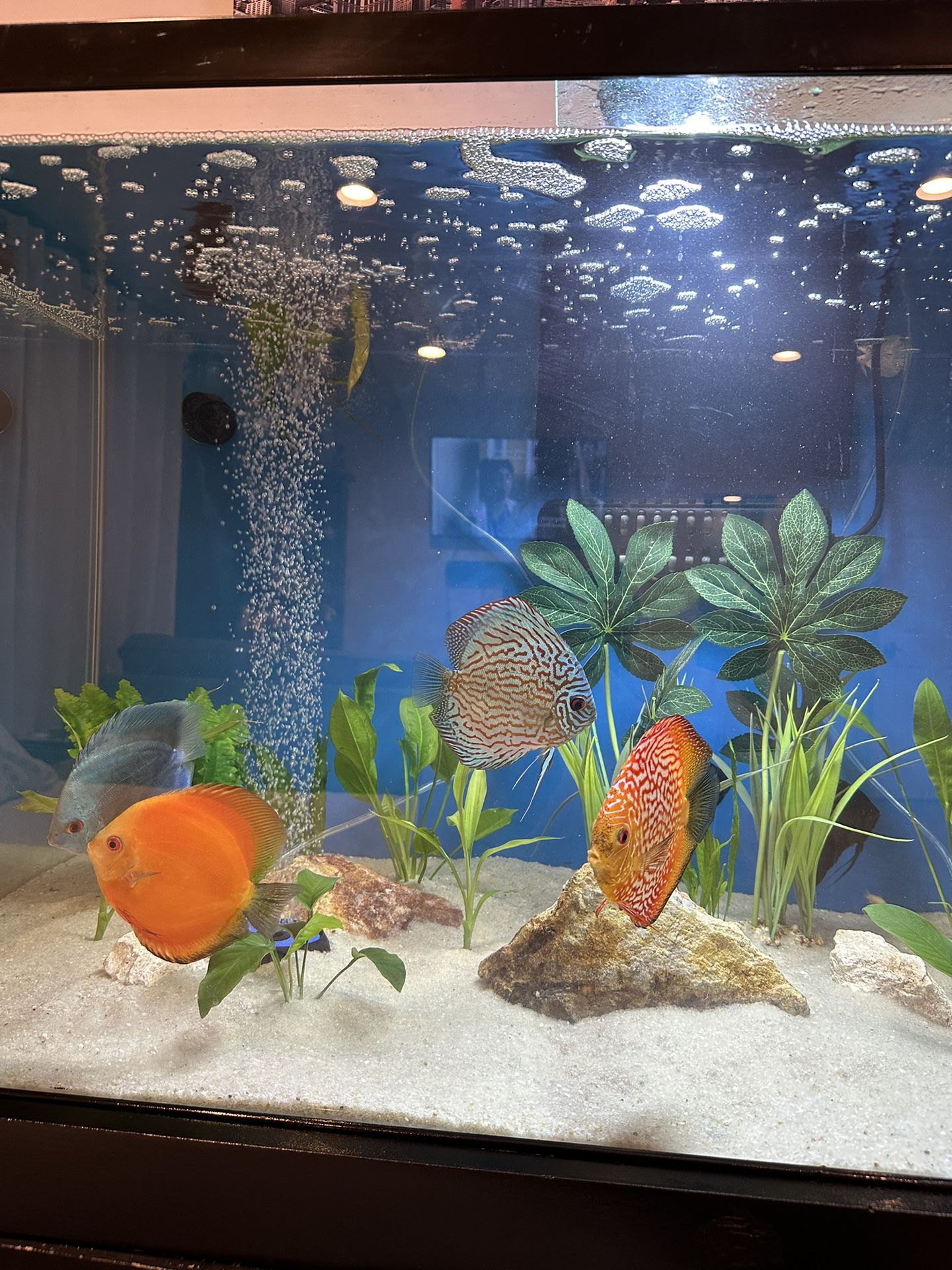Fish Tank With Fish 